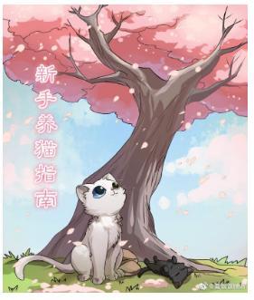 新手养猫指南