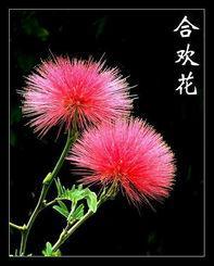 合欢