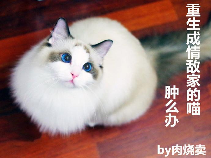 重生成情敌家的喵,肿么办
