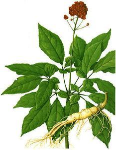 我是人参也开花