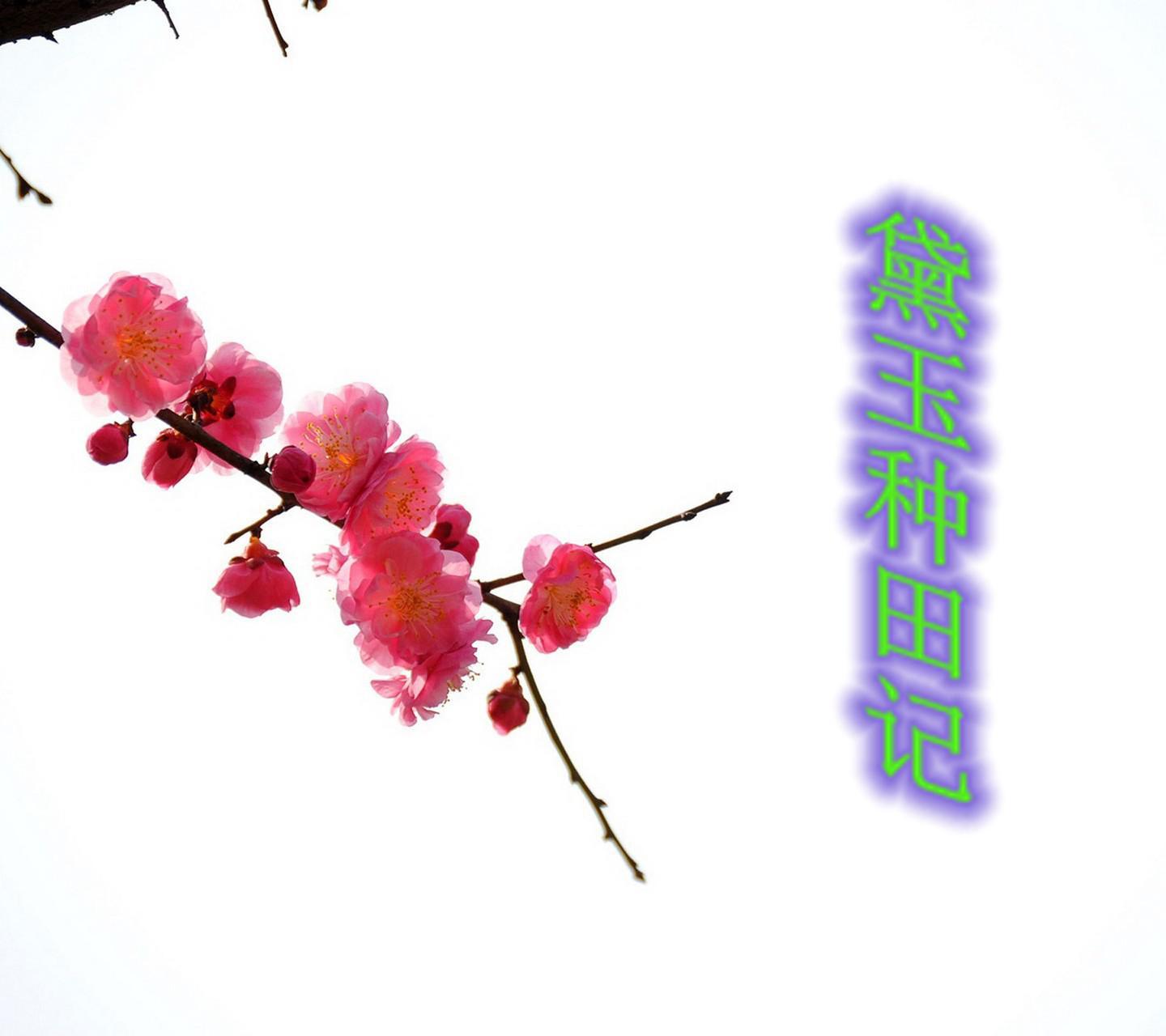黛玉种田记
