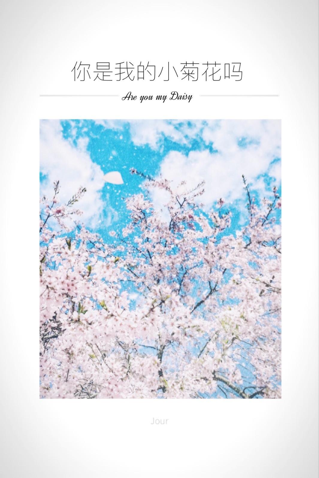 你是我的小菊花吗