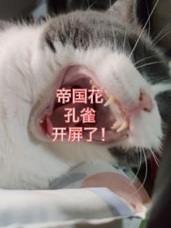 惊!帝国花孔雀竟然开屏了